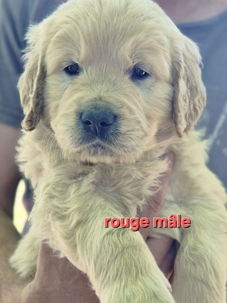 Theophile Gaillard - Chiots disponibles - Golden Retriever