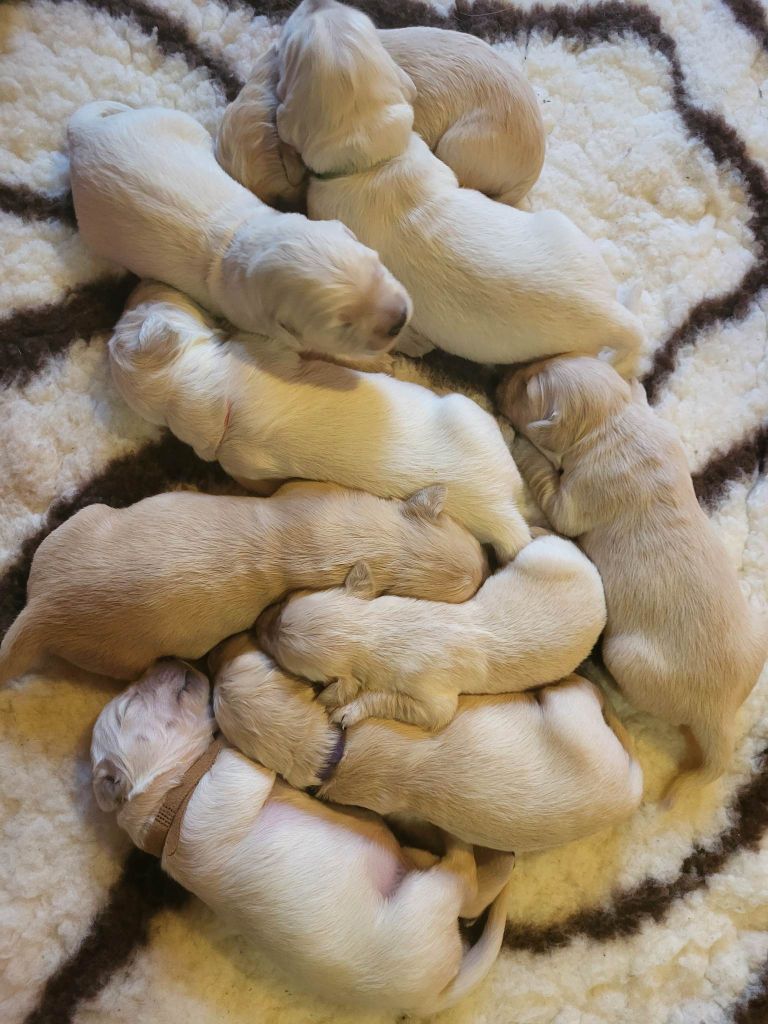 Theophile Gaillard - Golden Retriever - Portée née le 26/01/2023