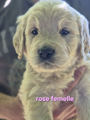COLLIER ROSE