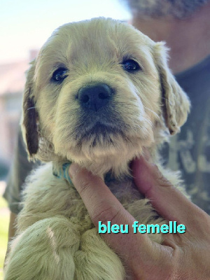 COLLIER BLEU CLAIR