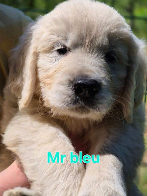 COLLIER BLEU