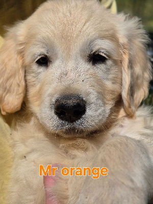 COLLIER ORANGE