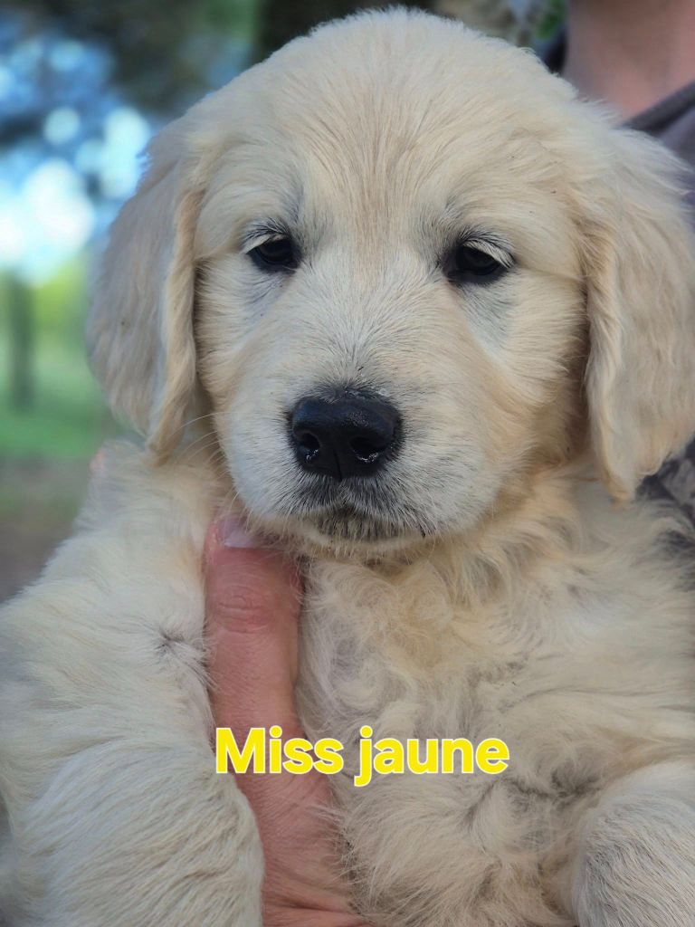 Theophile Gaillard - Chiots disponibles - Golden Retriever