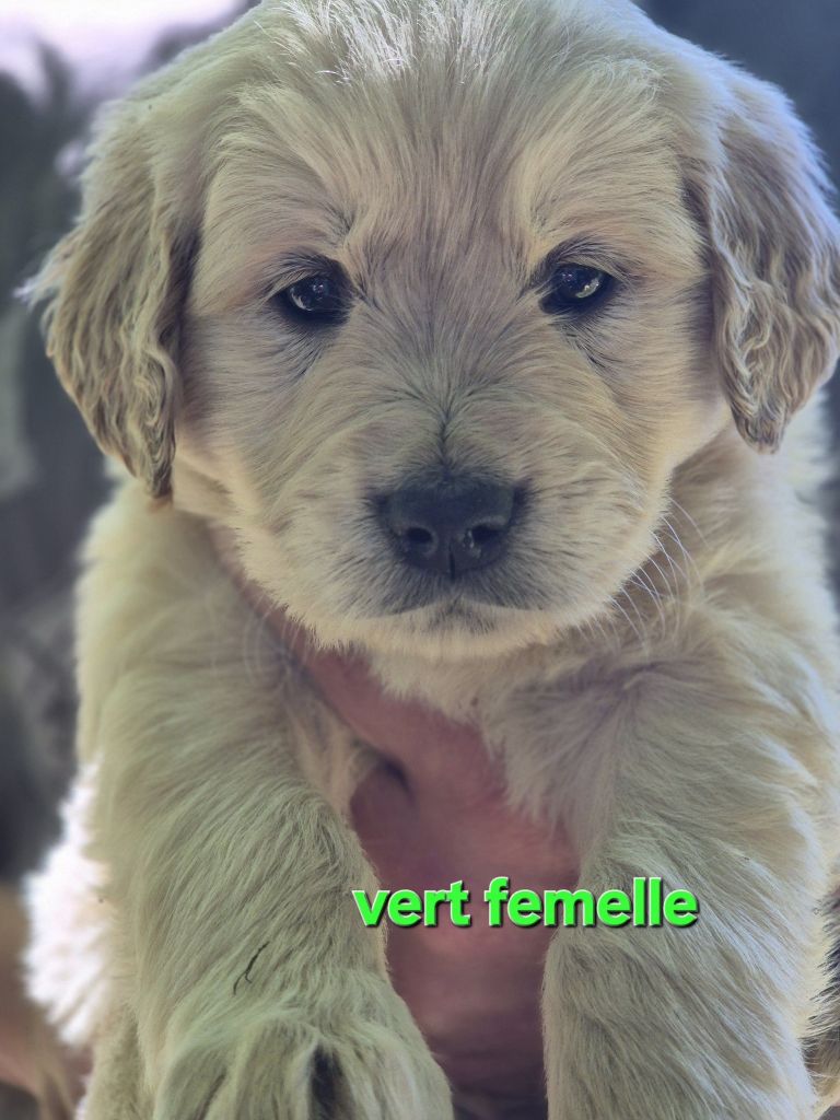 Theophile Gaillard - Chiots disponibles - Golden Retriever