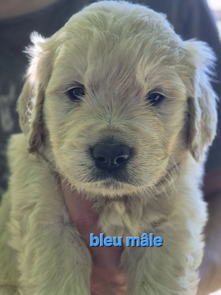 Theophile Gaillard - Chiots disponibles - Golden Retriever