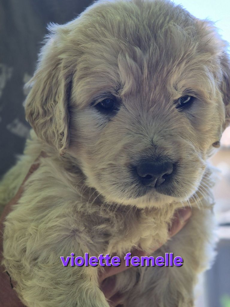 Theophile Gaillard - Chiots disponibles - Golden Retriever