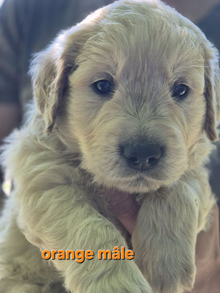 Theophile Gaillard - Chiots disponibles - Golden Retriever