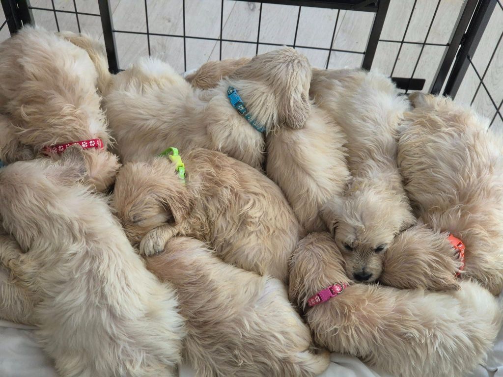 Theophile Gaillard - Golden Retriever - Portée née le 19/03/2025